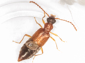 Deleaster dichrous
